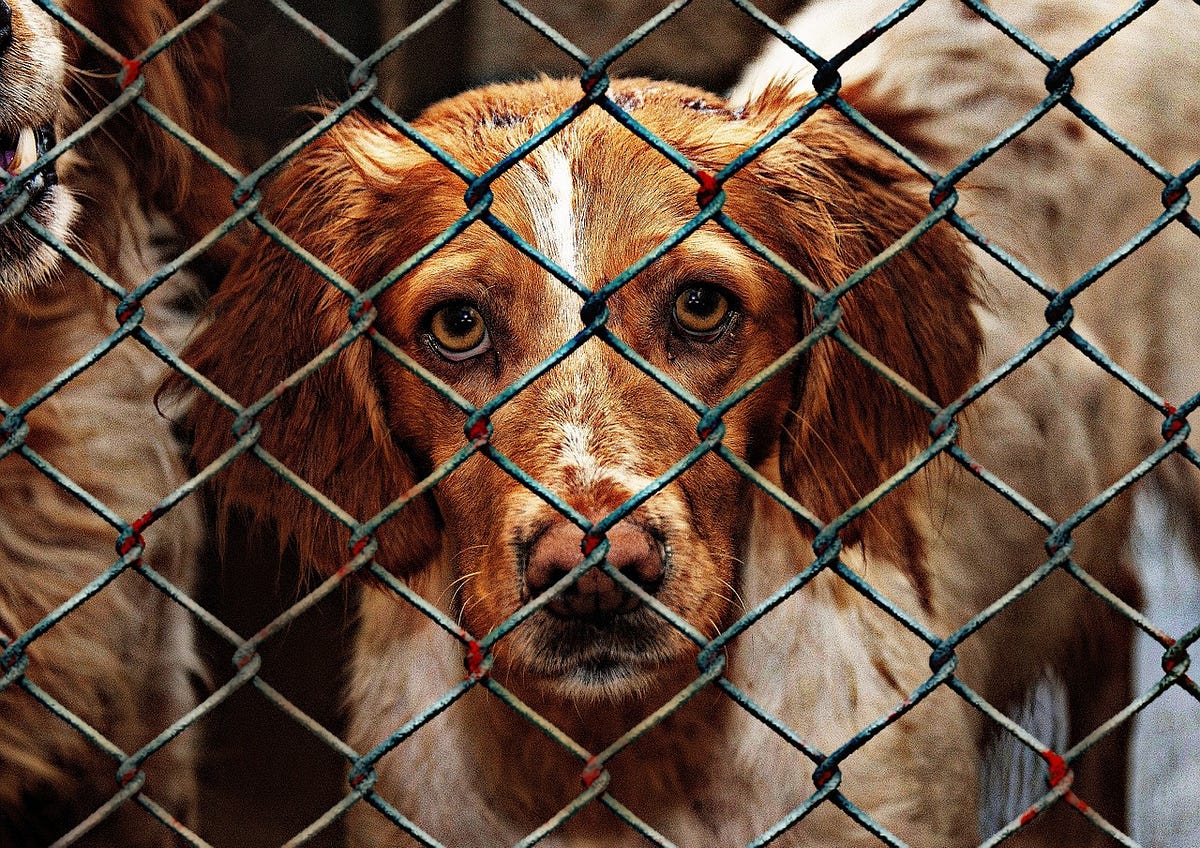 A Look at the Differences between Traditional and NoKill Shelters by