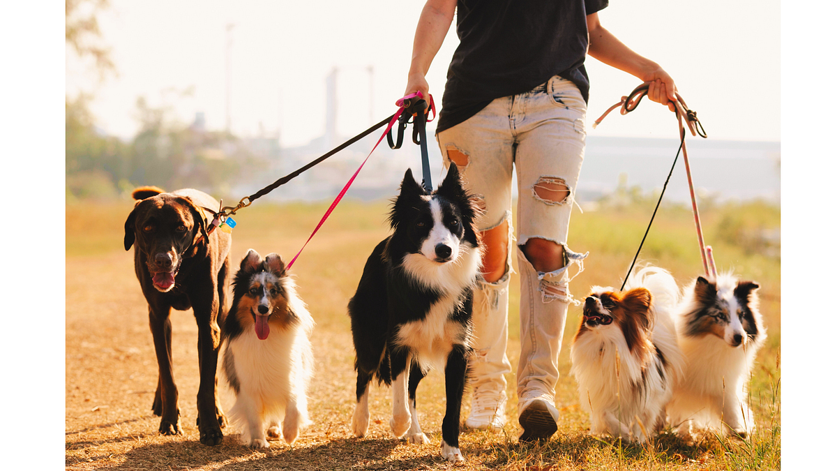 Balanced Dog Training A Complete Guide For Beginners by The Info