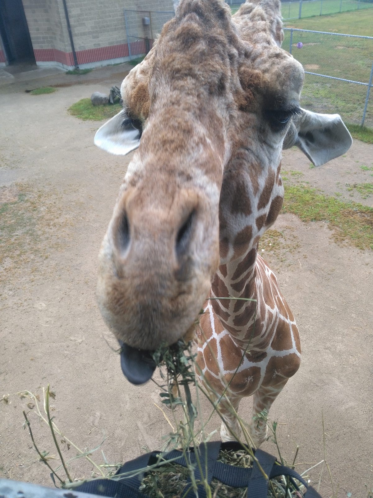 Yes, Virginia, There Are Stupid Giraffe Questions by Aaron DeBee Medium