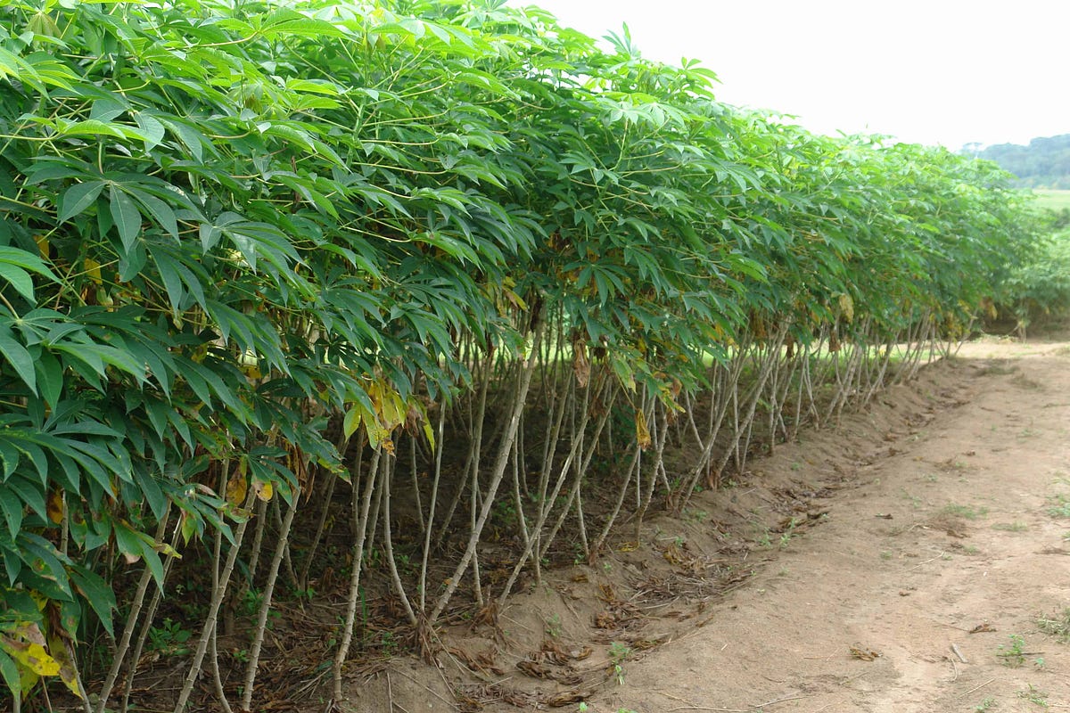 CASSAVA FARMING PROCESS — Tips for High Yield by Eseohe Gift Asuelimen Medium
