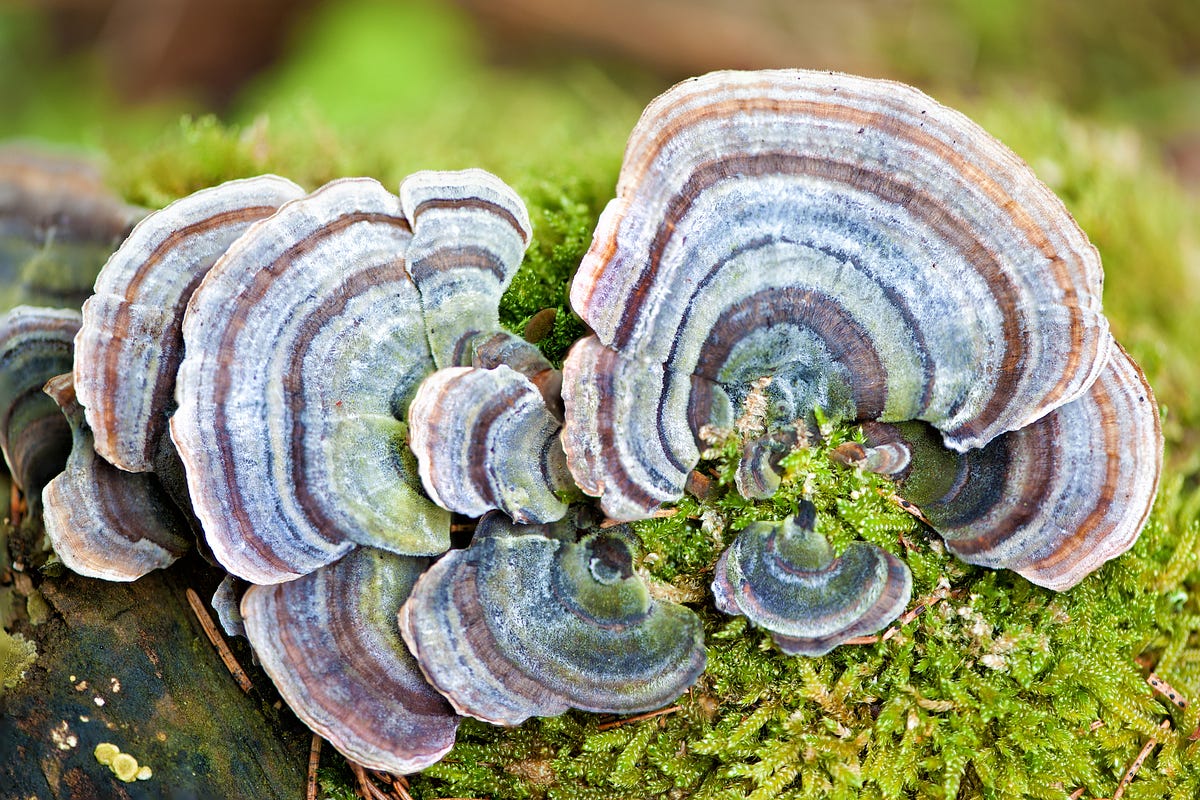 The Power of The Forest Turkey Tail Mushrooms by Florida Shroom King