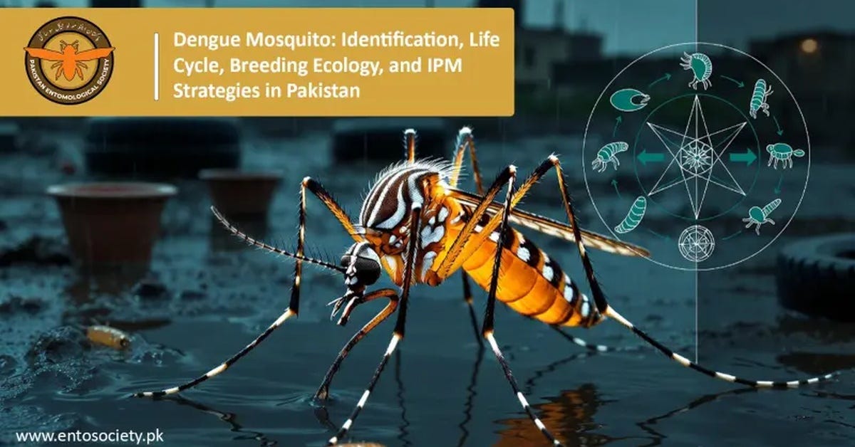 Dengue in Pakistan: Mosquito Identification, Life Cycle, and Prevention
