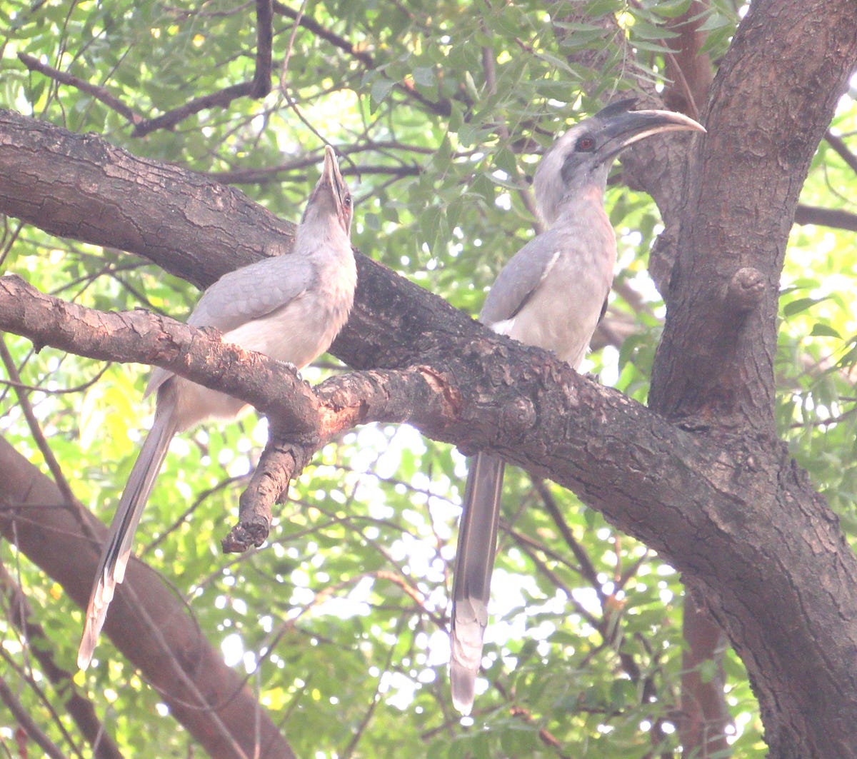 indian-grey-hornbill-at-kanpur-gopal-dabade-medium