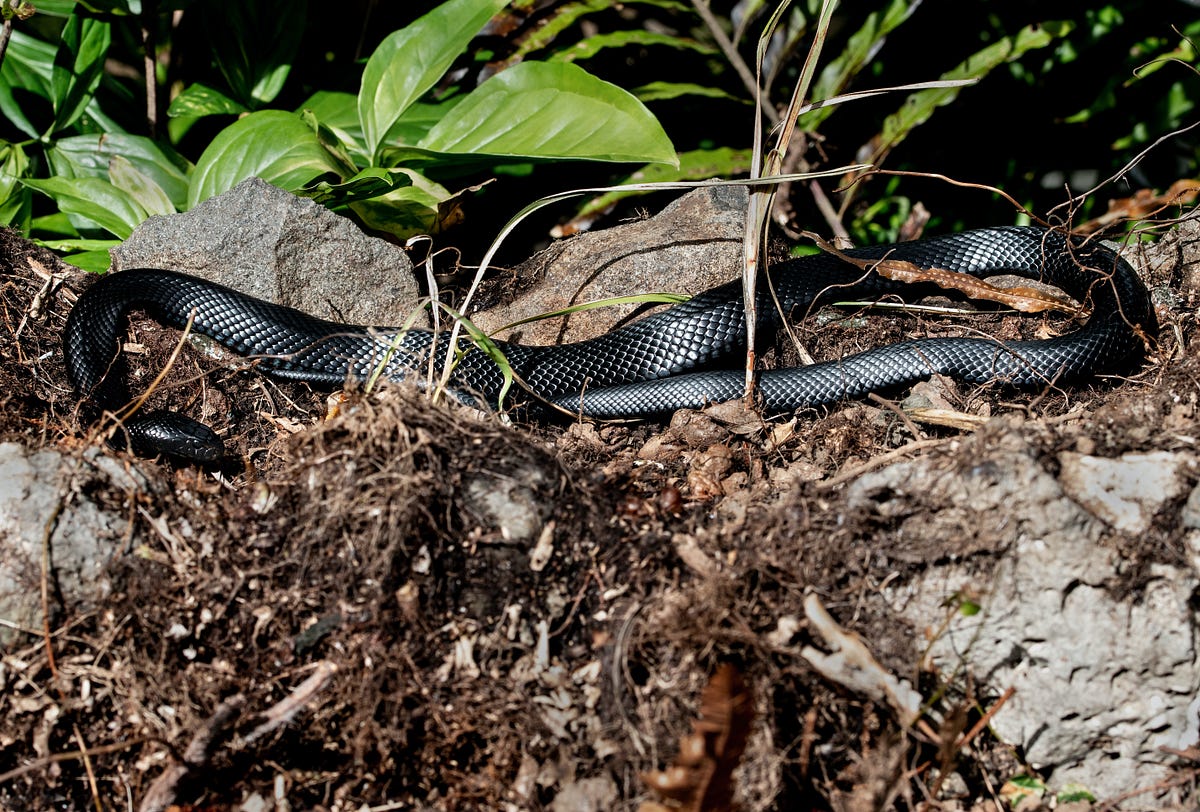Sadly, I Know how to Get Snakes Out of my House | The Haven