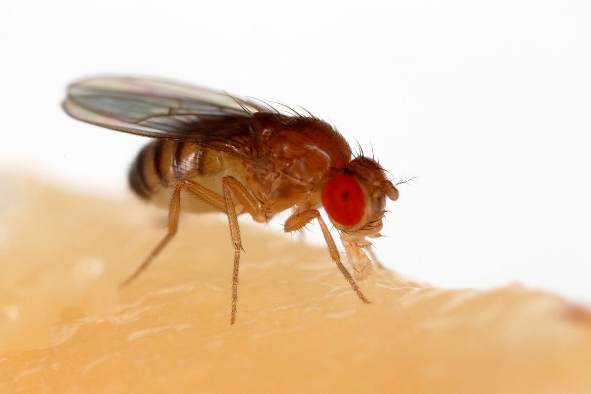 How to Get Rid of Fruit Flies in a Grocery Store