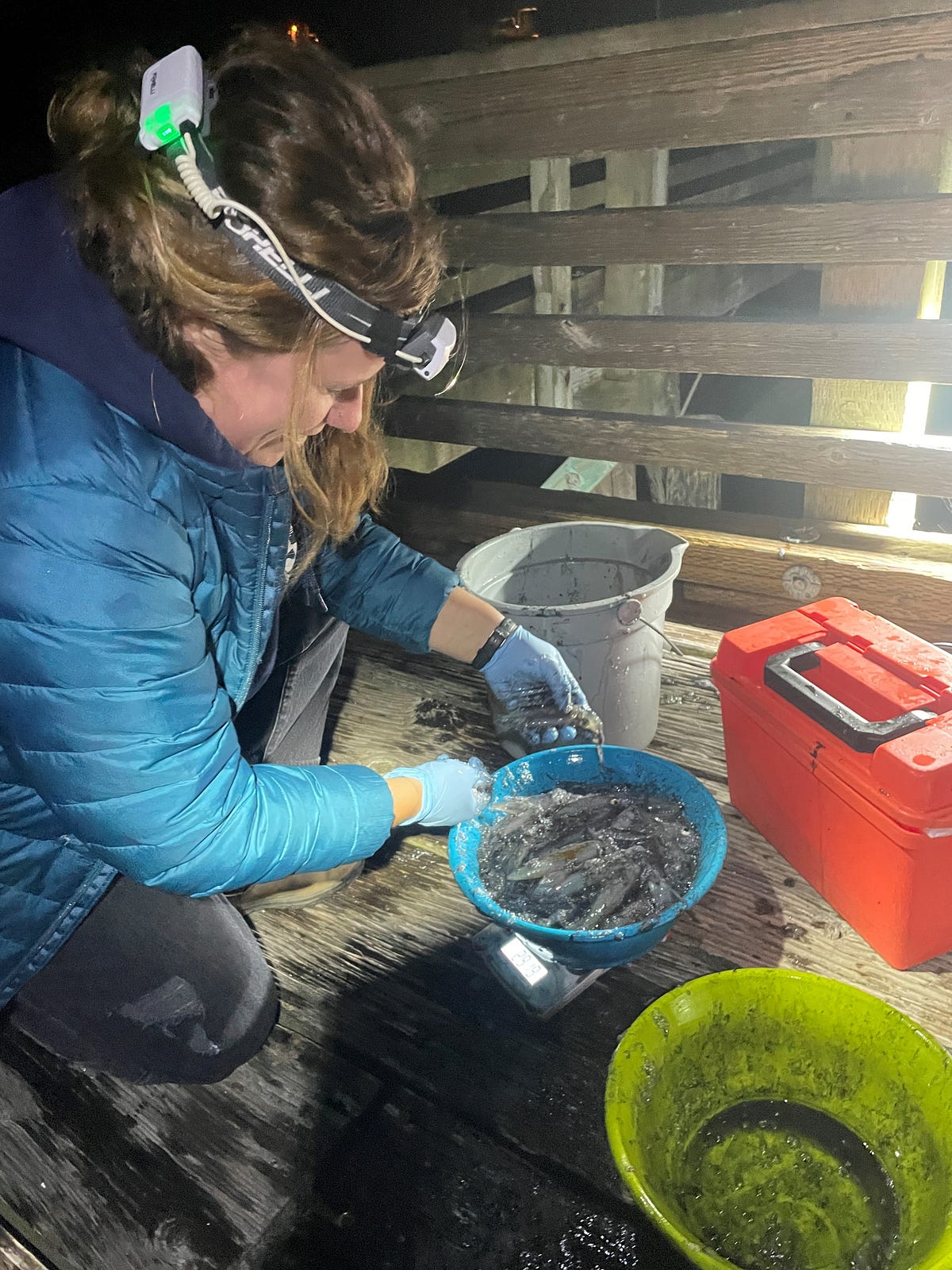 WDFW renews Puget Sound squid dockside surveys for the 2023–2024 season