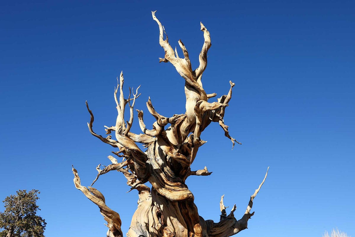 Can a tree die of old age?. As trees age, they inevitably go… by
