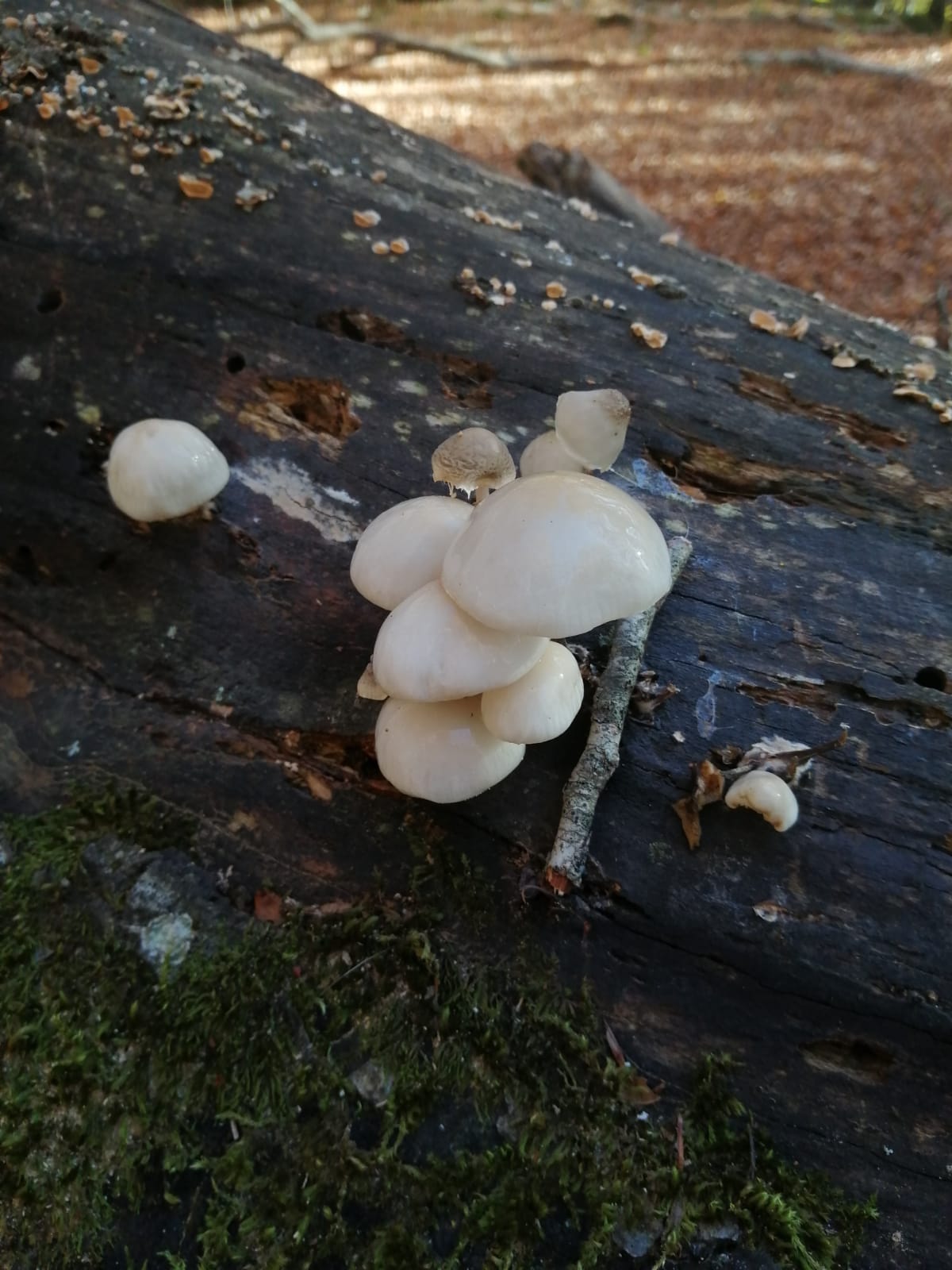 L’Incredibile aiuto dei funghi, anche memoria vivente di computer