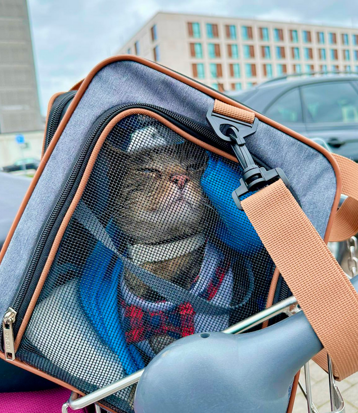 Traveling with Diabetic and Unsweetened Cats thumbnail