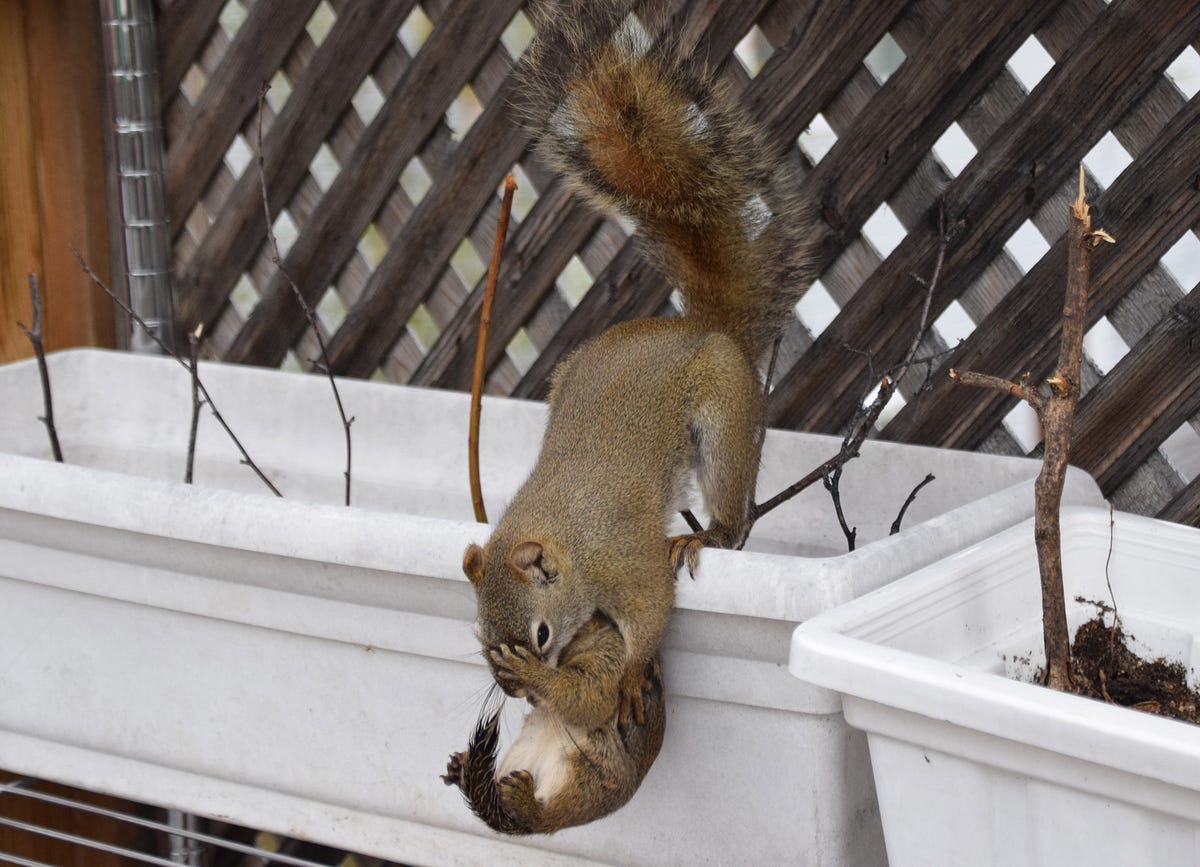 Photos from the great baby squirrel rescue of 2020 by Michael Nabert