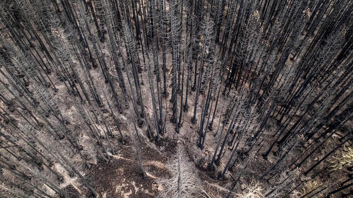 Image of: Wildfires Are Making Forests Scream and Cry