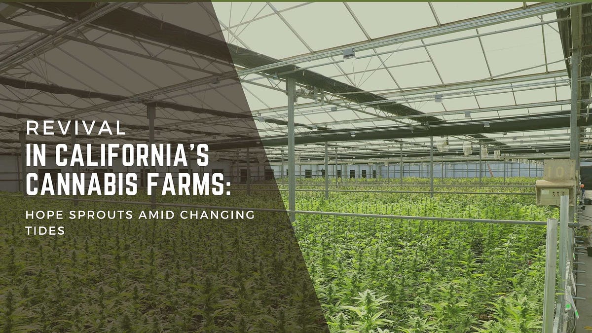 Revival in California’s Cannabis Farms Hope Sprouts Amid Changing