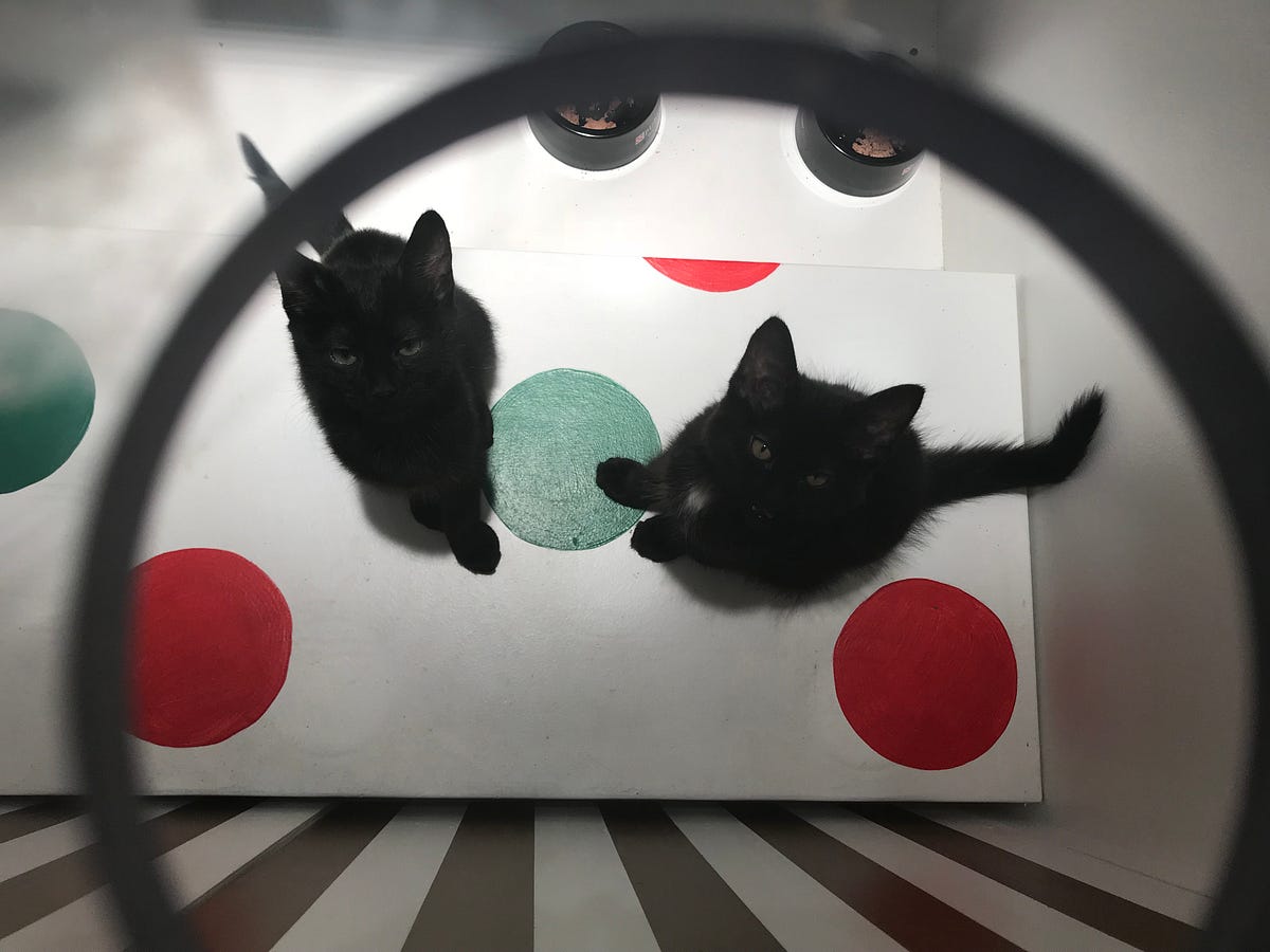 Why Macy’s Windows Are Still Our Favorite SF Holiday Tradition