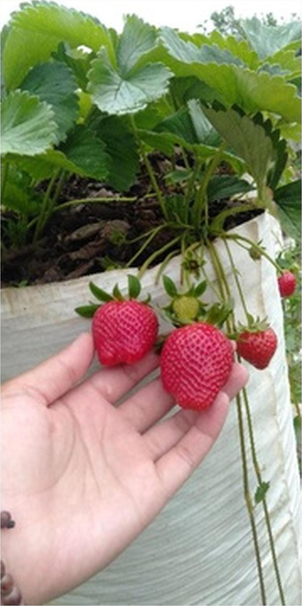 Bibit Strawberry Mencir Situbondo | By Pusat Bibit | Medium