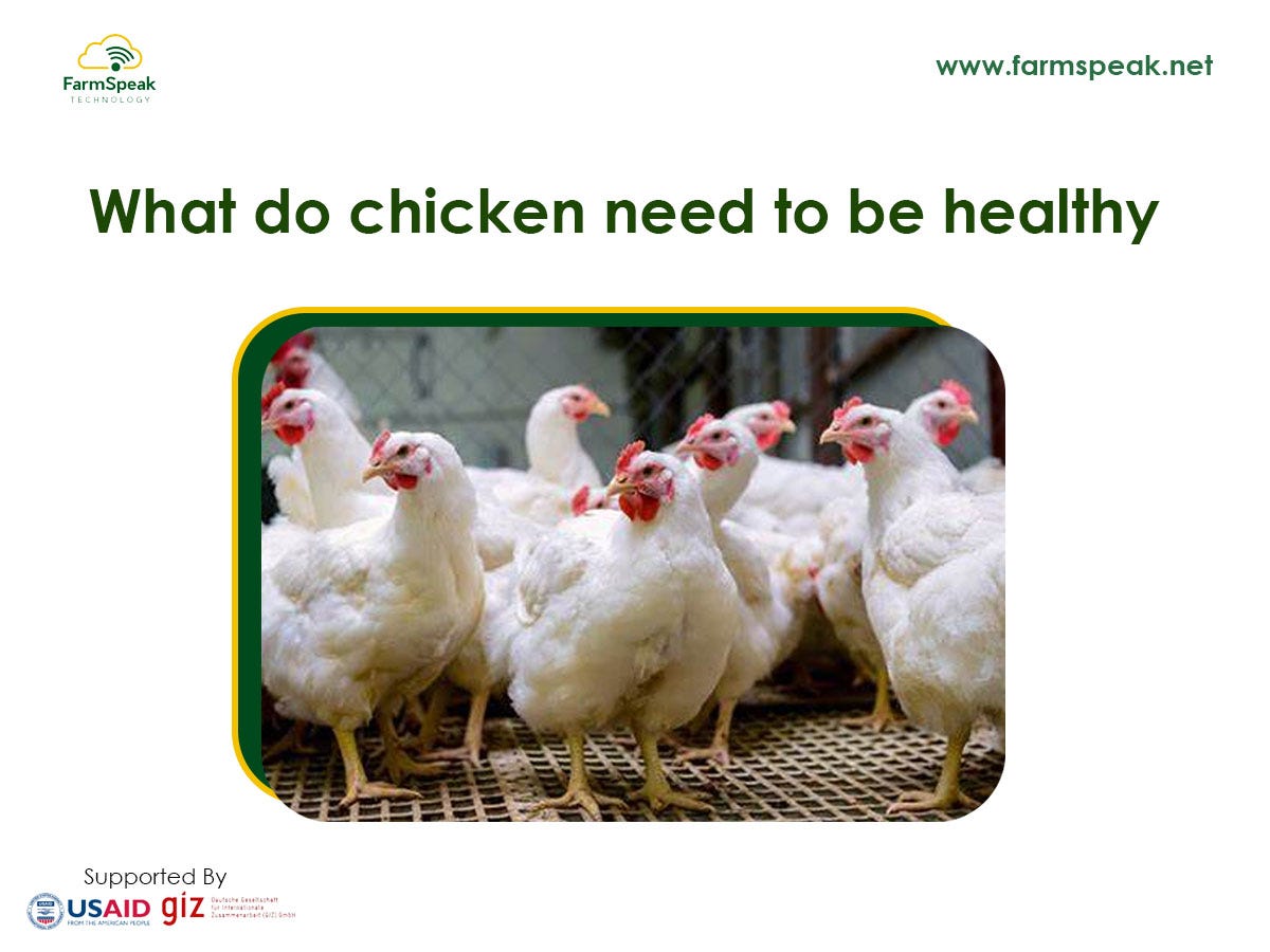 what-do-chickens-need-to-be-healthy-by-farmspeak-technology-medium