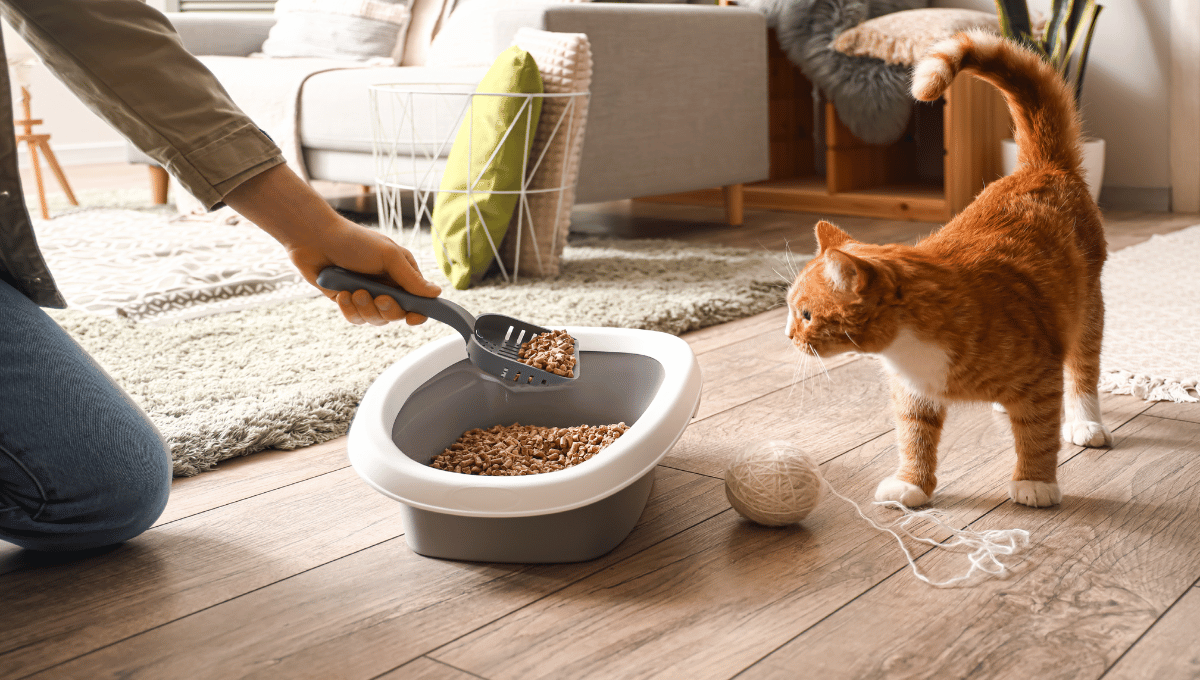 How to Train Cat to Use Litter Box? Medium
