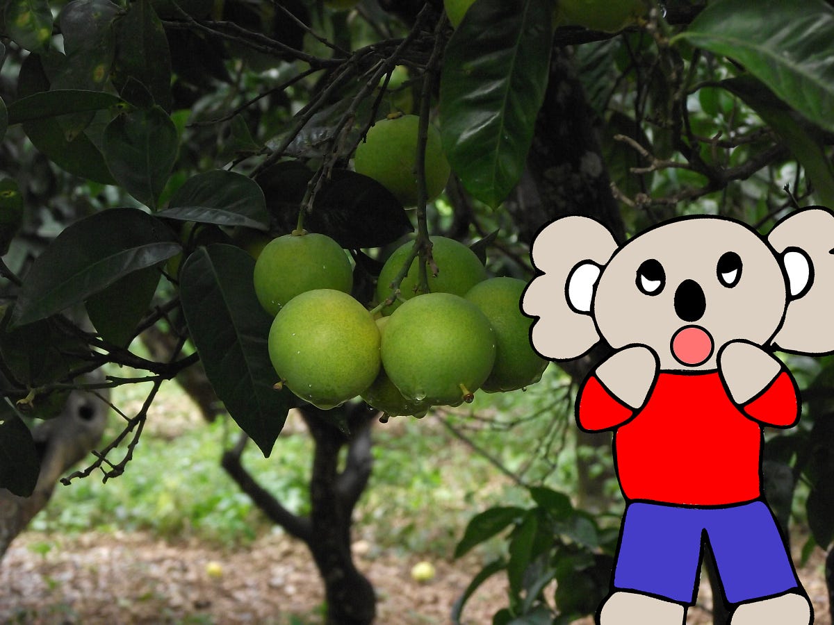 Oranges Aren’t Naturally Orange!. How do oranges get their orange color? by Philip S. Naudus