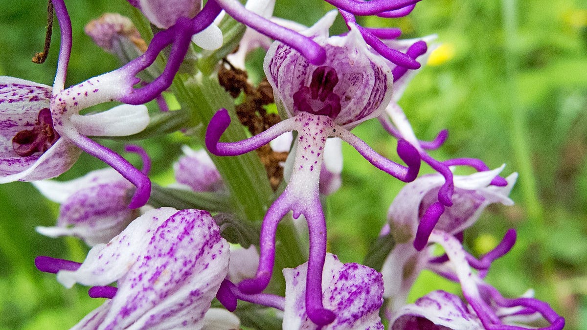 Are Plants Conscious? They Even Move on Their Own! ILLUMINATION