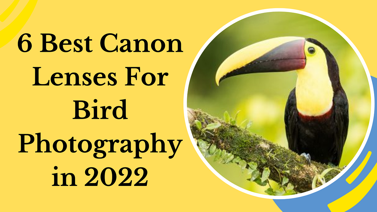 6 Best Canon Lenses For Bird Photography in 2022 by Ehab Photography