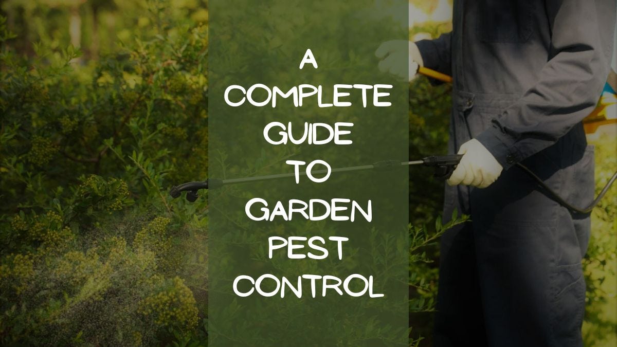 A Complete Guide To Garden Pest Control By M Mabin Jan 2024 Medium   1*mM7khM6fJhg16ofs0OXLhQ 