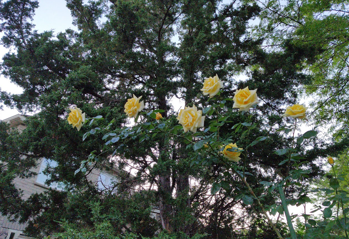 Snowflake security integrations and the one with type of “API ...