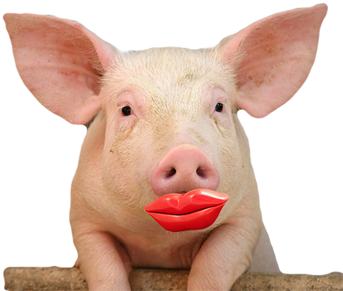 Lipstick On a Pig —The Phrase Misunderstood as UX | by Vishal Mehta |  Bootcamp