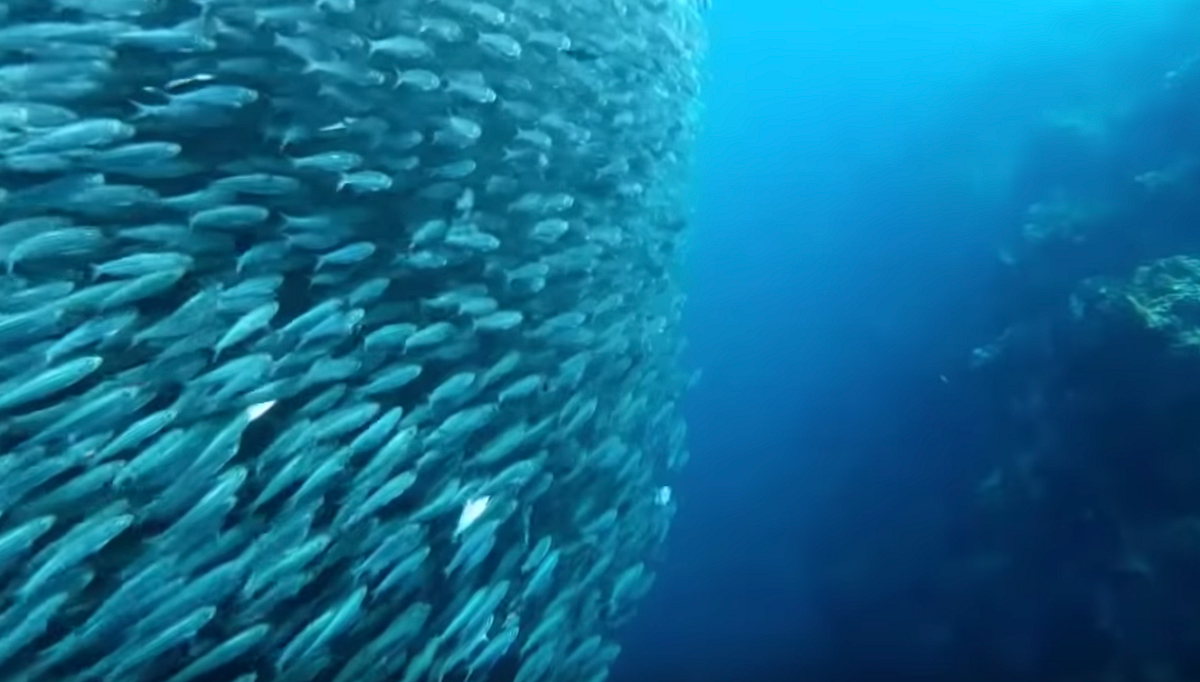 Running with Sardines. Rare featured on national television in… by