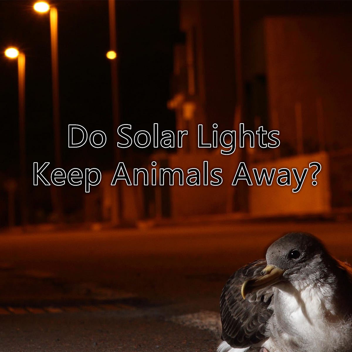 Do Solar Lights Keep Animals Away by Eneradar Medium