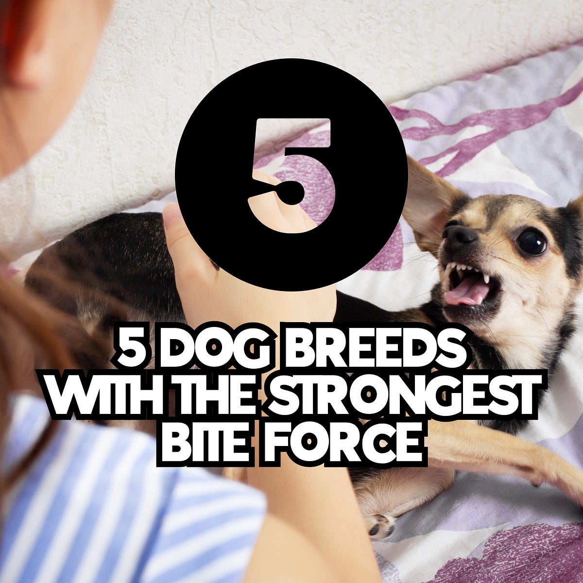 5 Dog Breeds with the Strongest Bite Force Unleashing the Power by