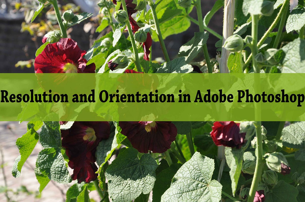 Resolution and Orientation in Adobe by Design Protechs Medium