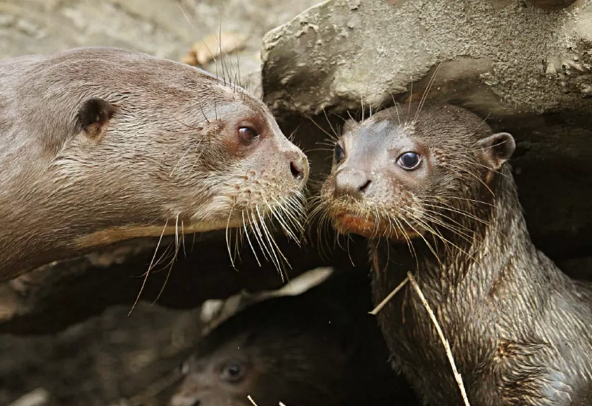 Baby Giant River Otter