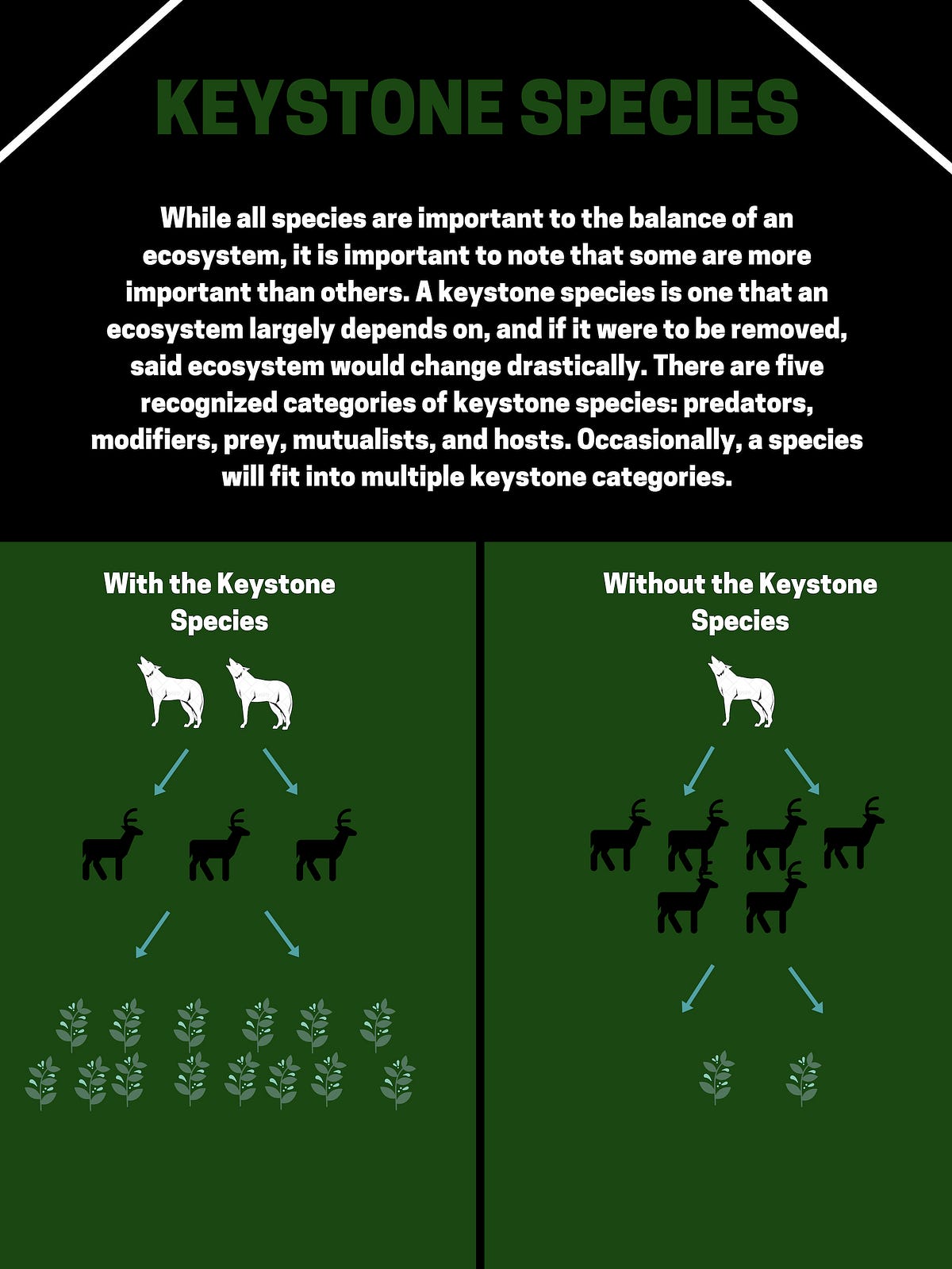 7 Keystone Species — and Why they Matter for Our Planet