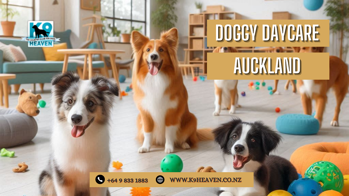 Doggy Daycare Auckland. A Haven for Your Canine Companion by K9