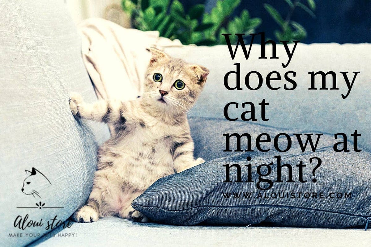 Why does my cat meow at night?. It is not unusual for cats to meow at