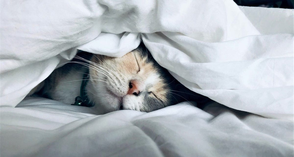 How to Stop Cat From Sleeping on my Bed — 8 Effective Methods by