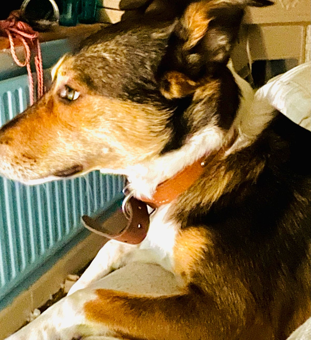 The Feast of No Cones Day. I can see Lachy’s Lovely Face by Kay