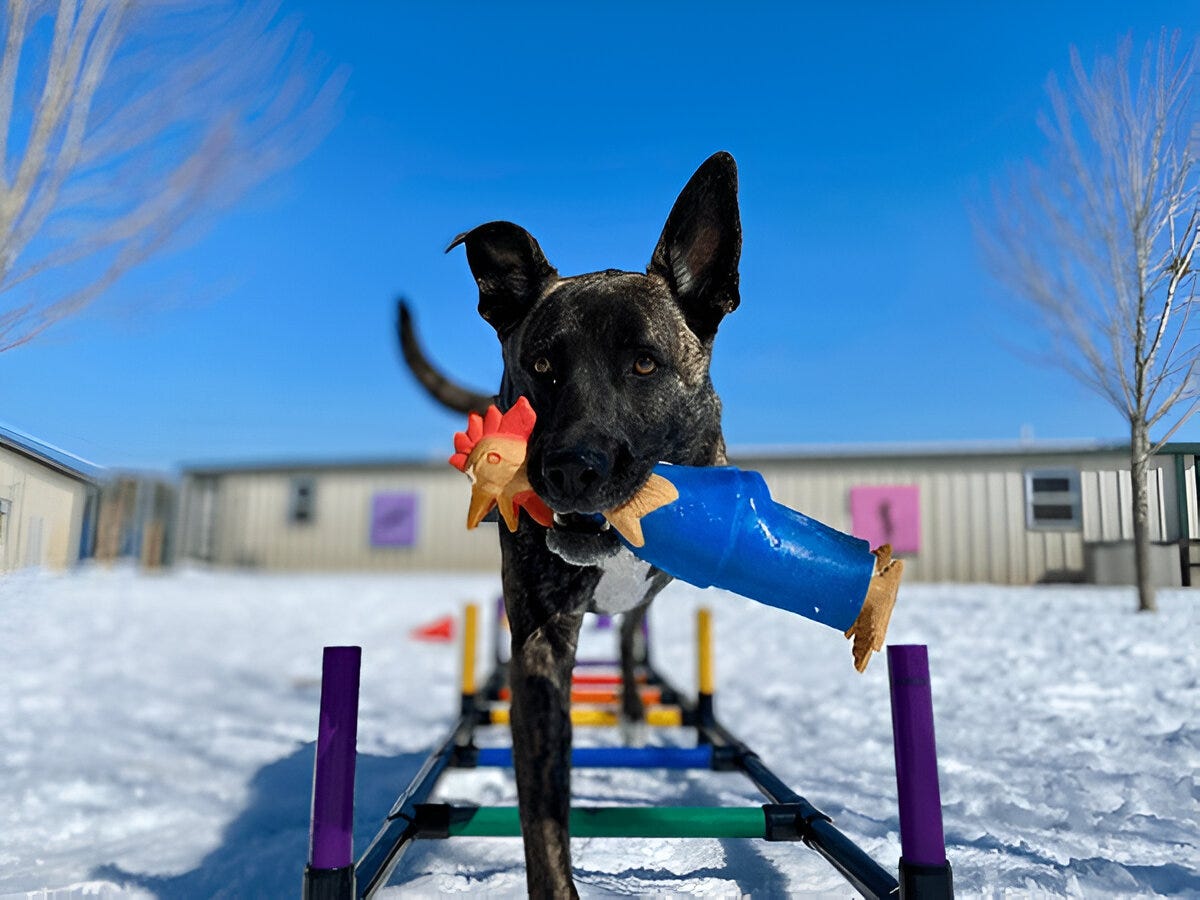 Adopt a Tripod Dog: Give a Three-Legged Hero a Home | WhyPetCare