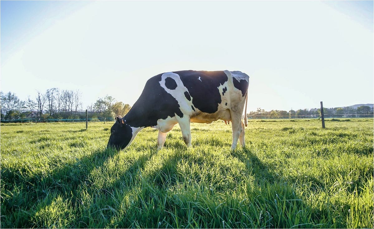 Cows Are Not Really Herbivores. In ‘Jamais Seul’, Selosse explains from