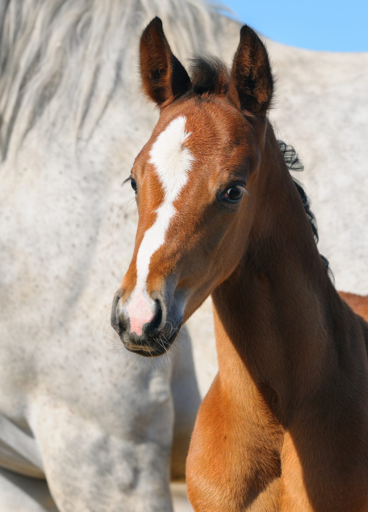 The Foal in the Church. The foal sways its head from side to… by