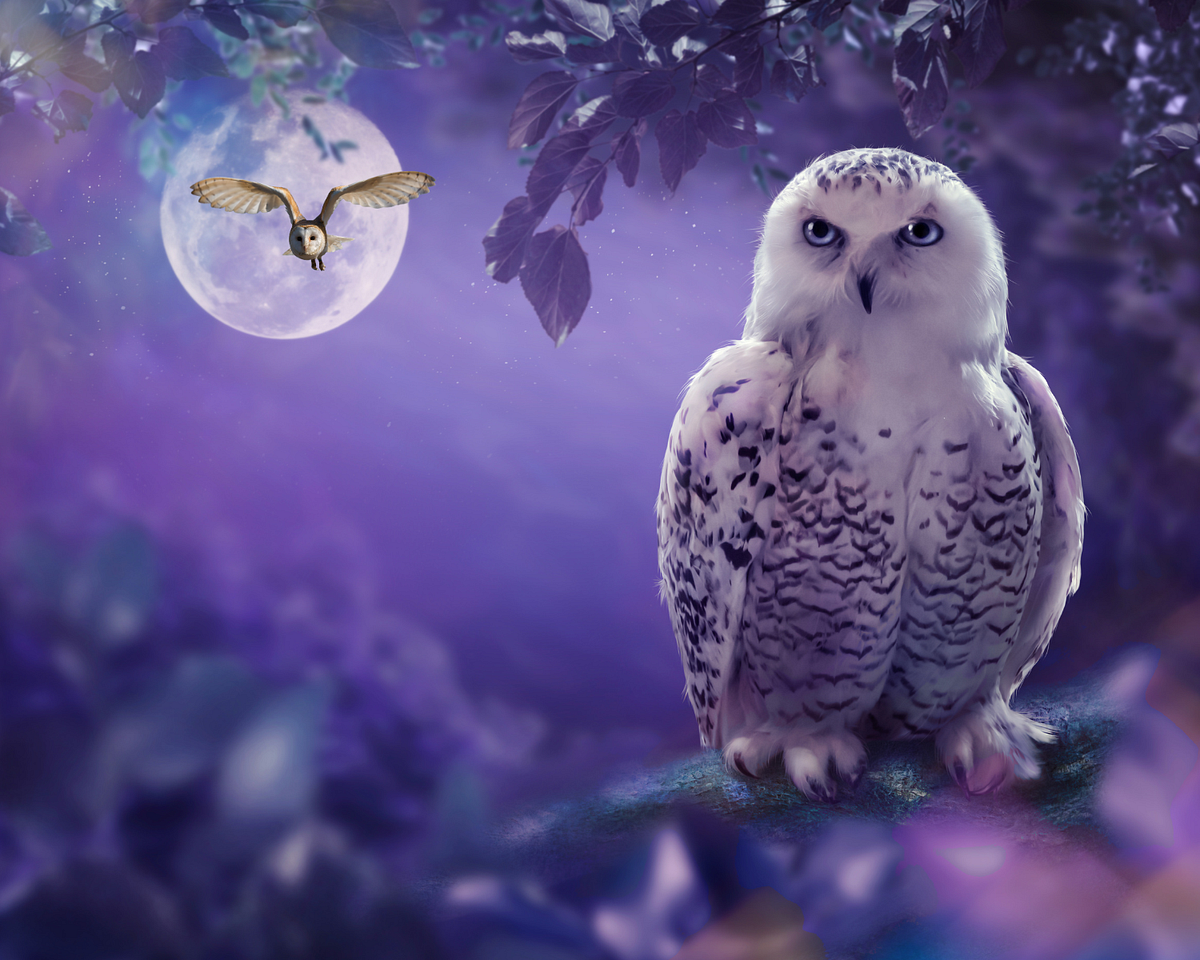 Majestic Owls Exploring the World of Remarkable Avian Predators by