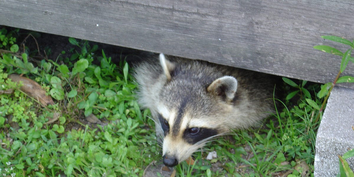 deterring raccoons. Major cities like Toronto are opting… | by Raccoon
