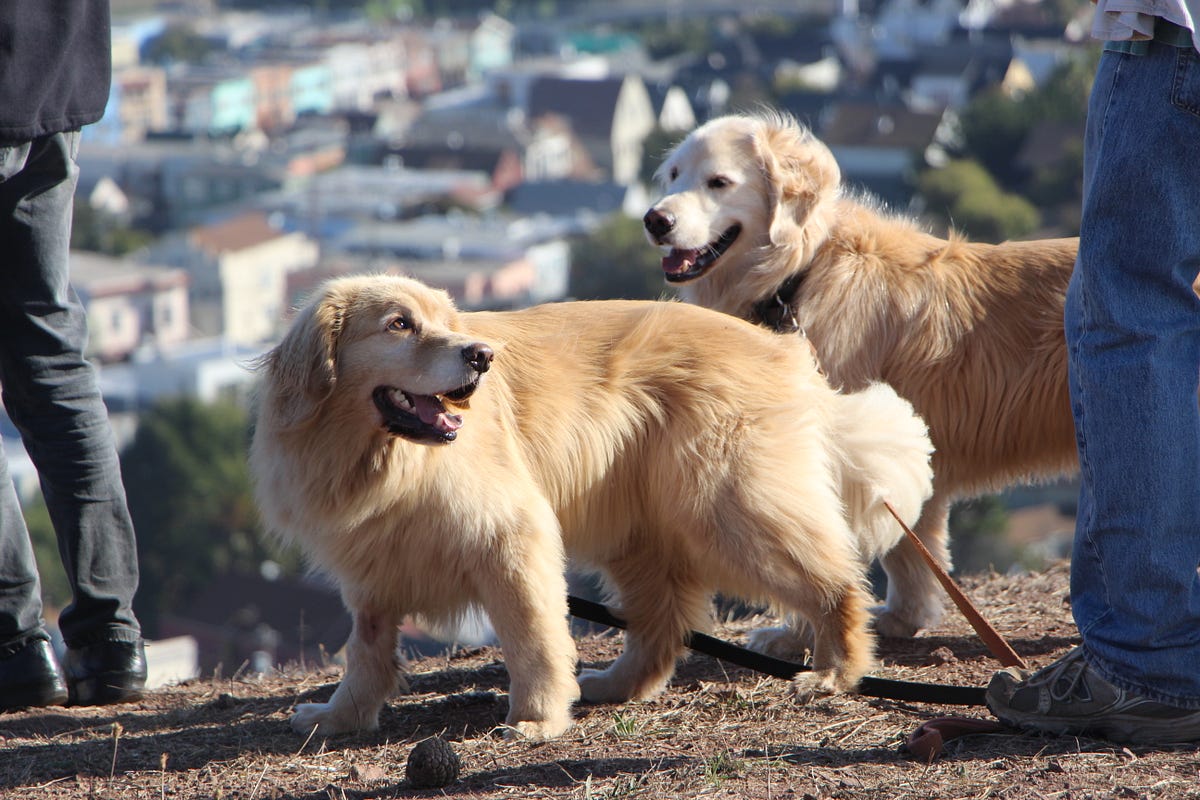 Image of: All the Dog-Related Events in San Francisco