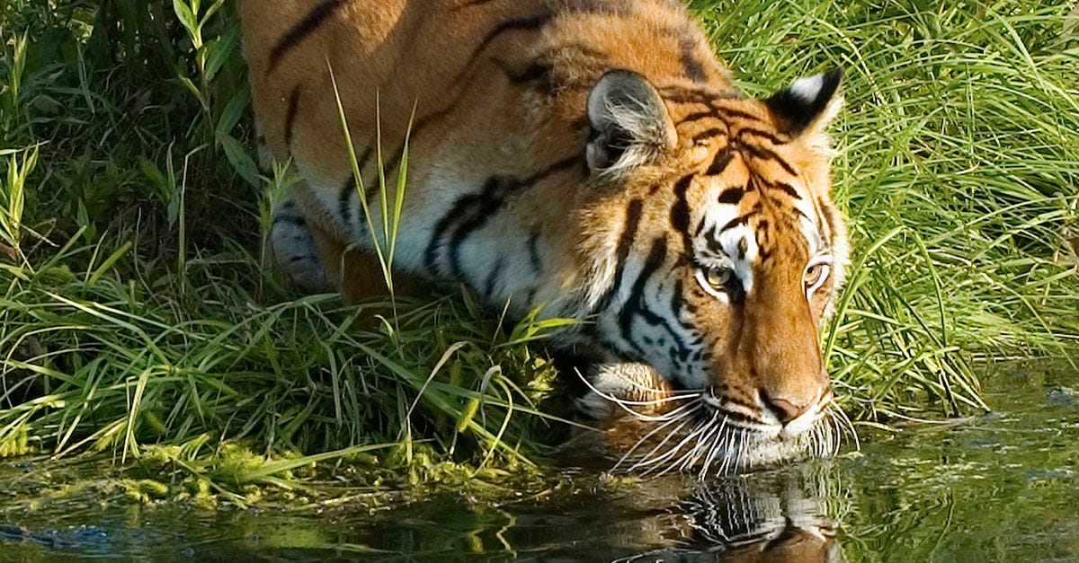 The Bengal Tiger: A Survivor's Story – Environmental History Now.