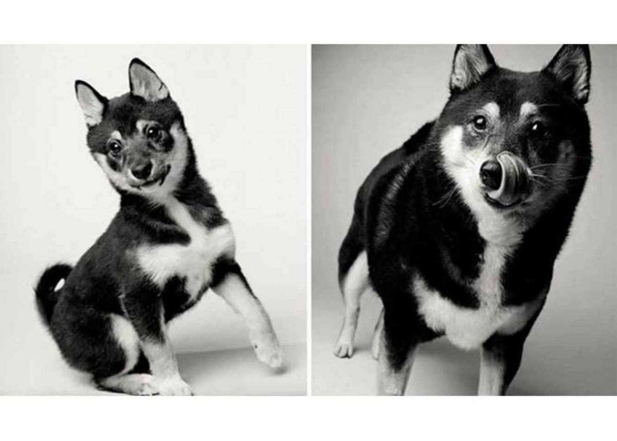 Un proyecto de fotografía revela cómo envejecen los perros