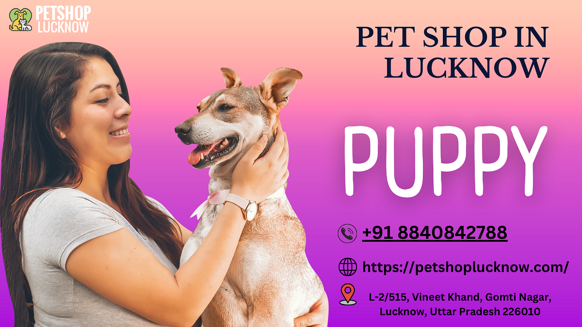 Top Pet Shops For Dogs in Lucknow — Pet shop in Lucknow by Kanhapet