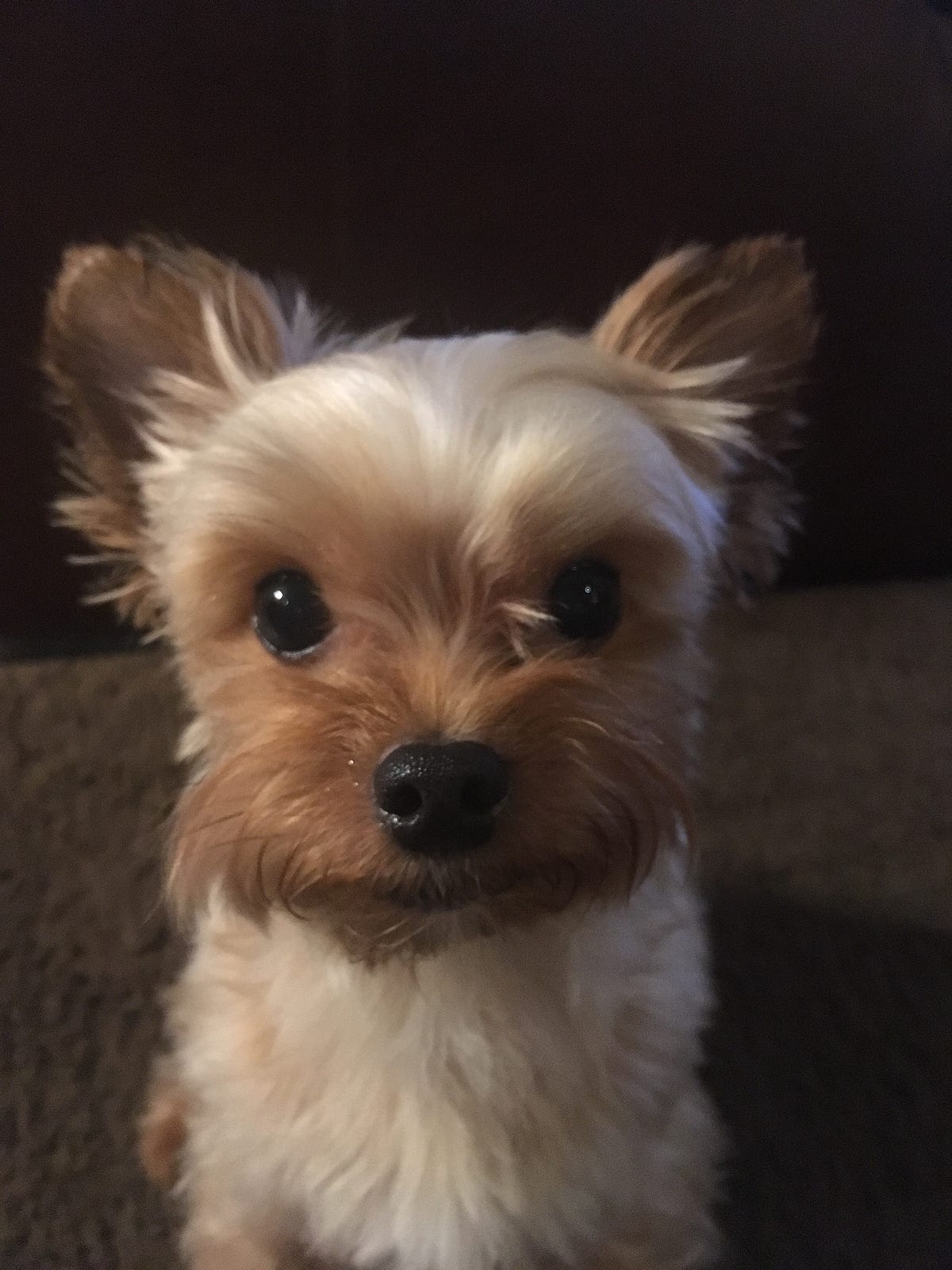 Woof!: Four-legged Wonders. What I learn from our senior dogs… | by Amy ...