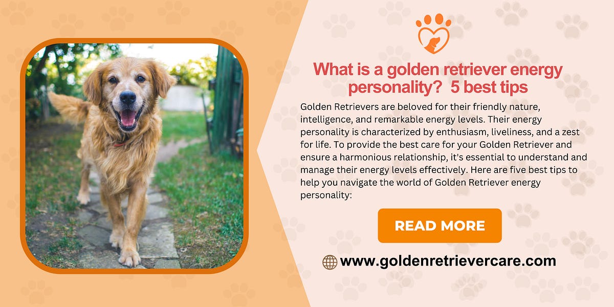 What is a golden retrievers energy personality? 5 best tips by Nguyen