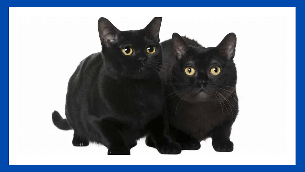 WHY DOES MY CAT LOVE ME THEN BITE ME by Ap Jan, 2024 Medium