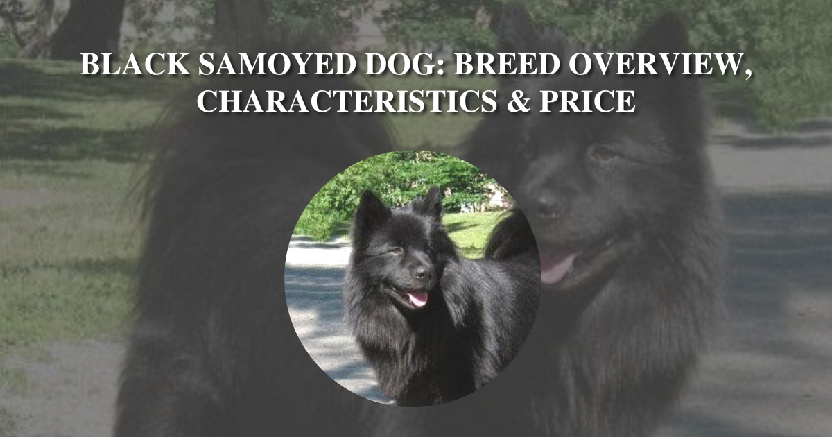 how much does it cost to own a samoyed