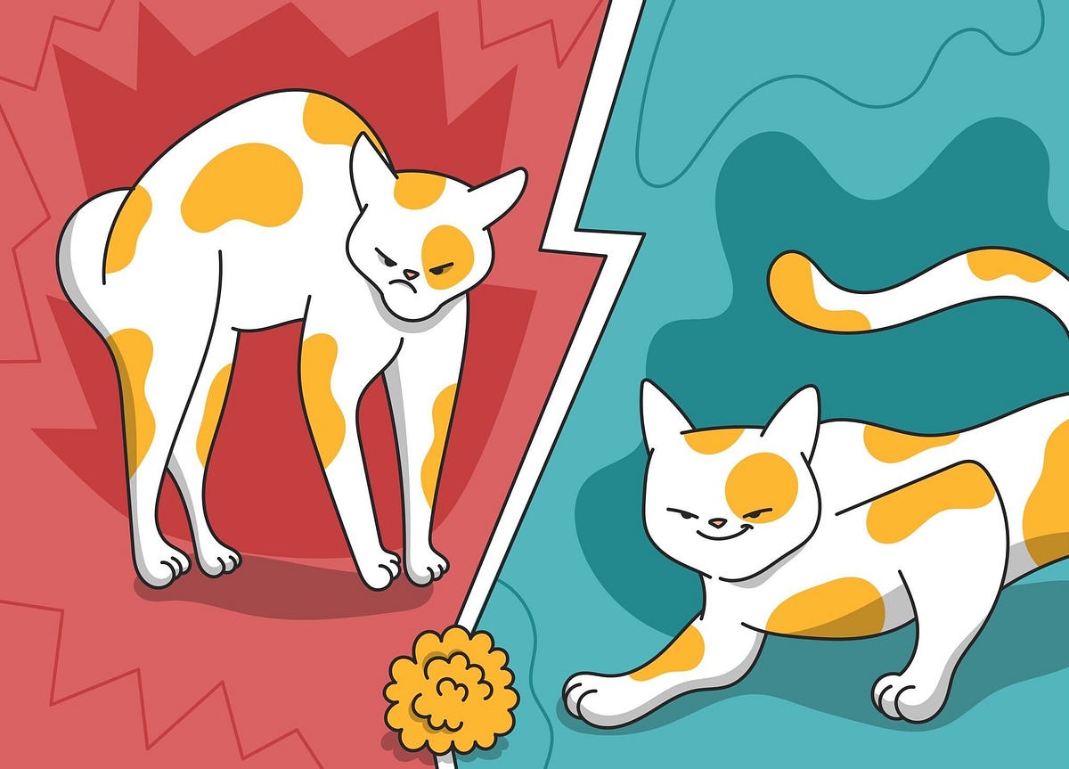 Why Does My Cat Fight Cat Fighting Vs Playing Explained By Petcube 
